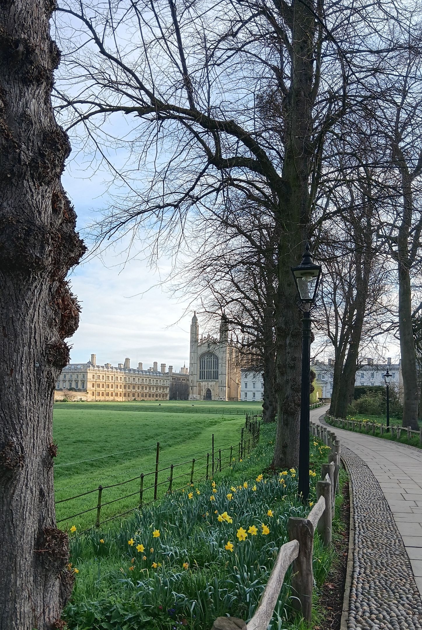 Trees in front of a college building with a path leading up to it on the side. 