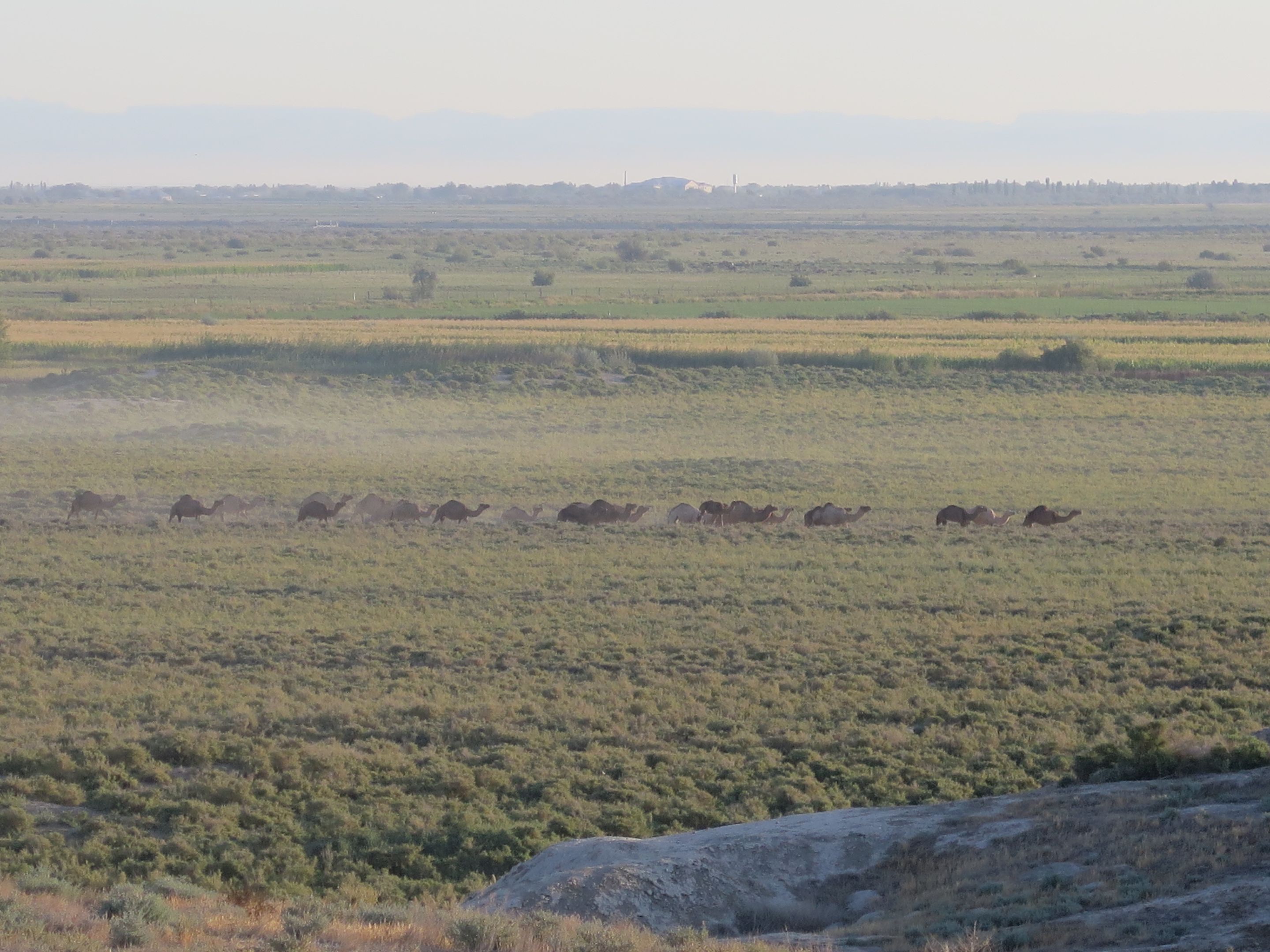 Dusty and grassy landscape with a line of camels crossing in the middle
