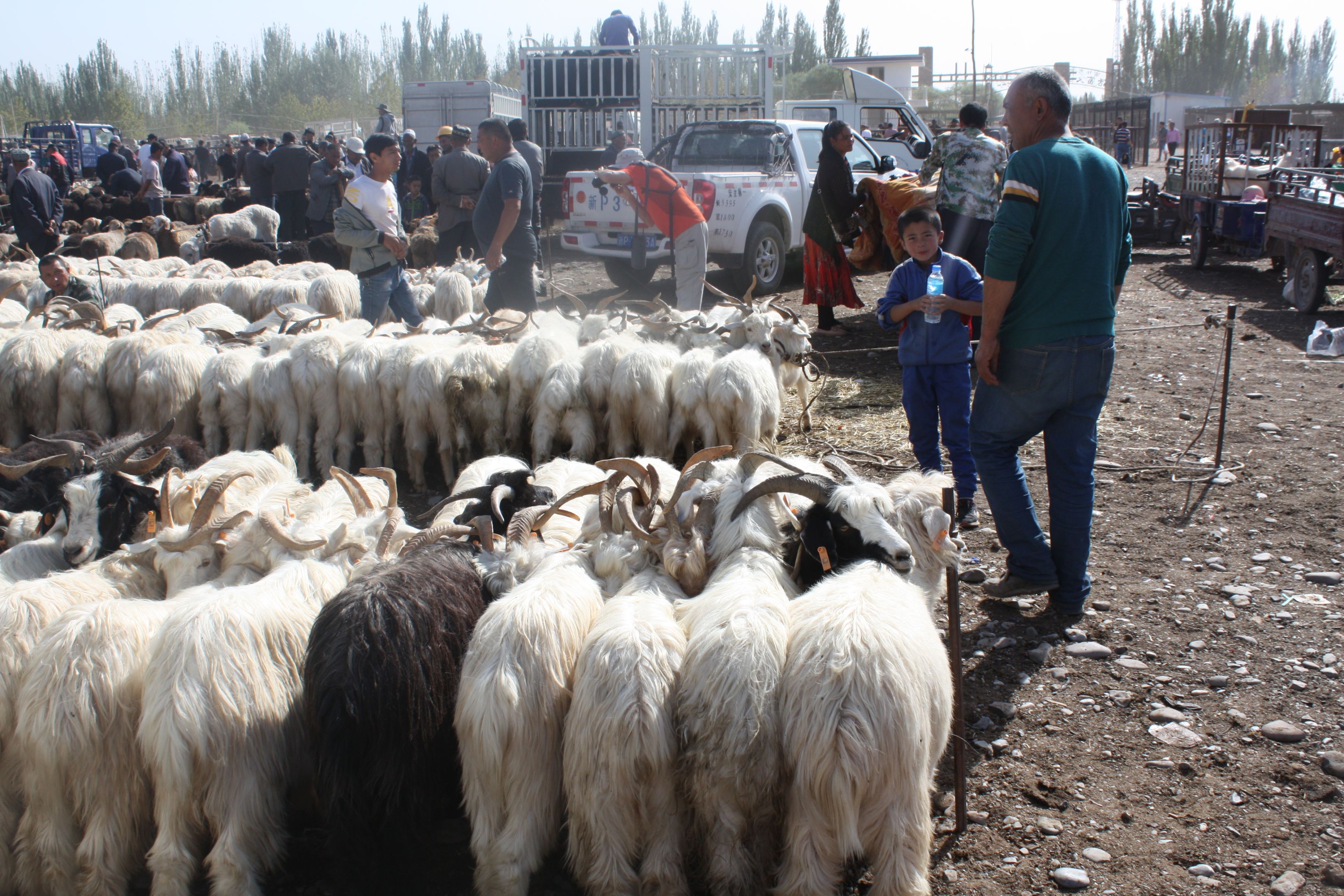 Scene of a livestock market with fluffy white and brown sheep in the forground, people and cars in the background