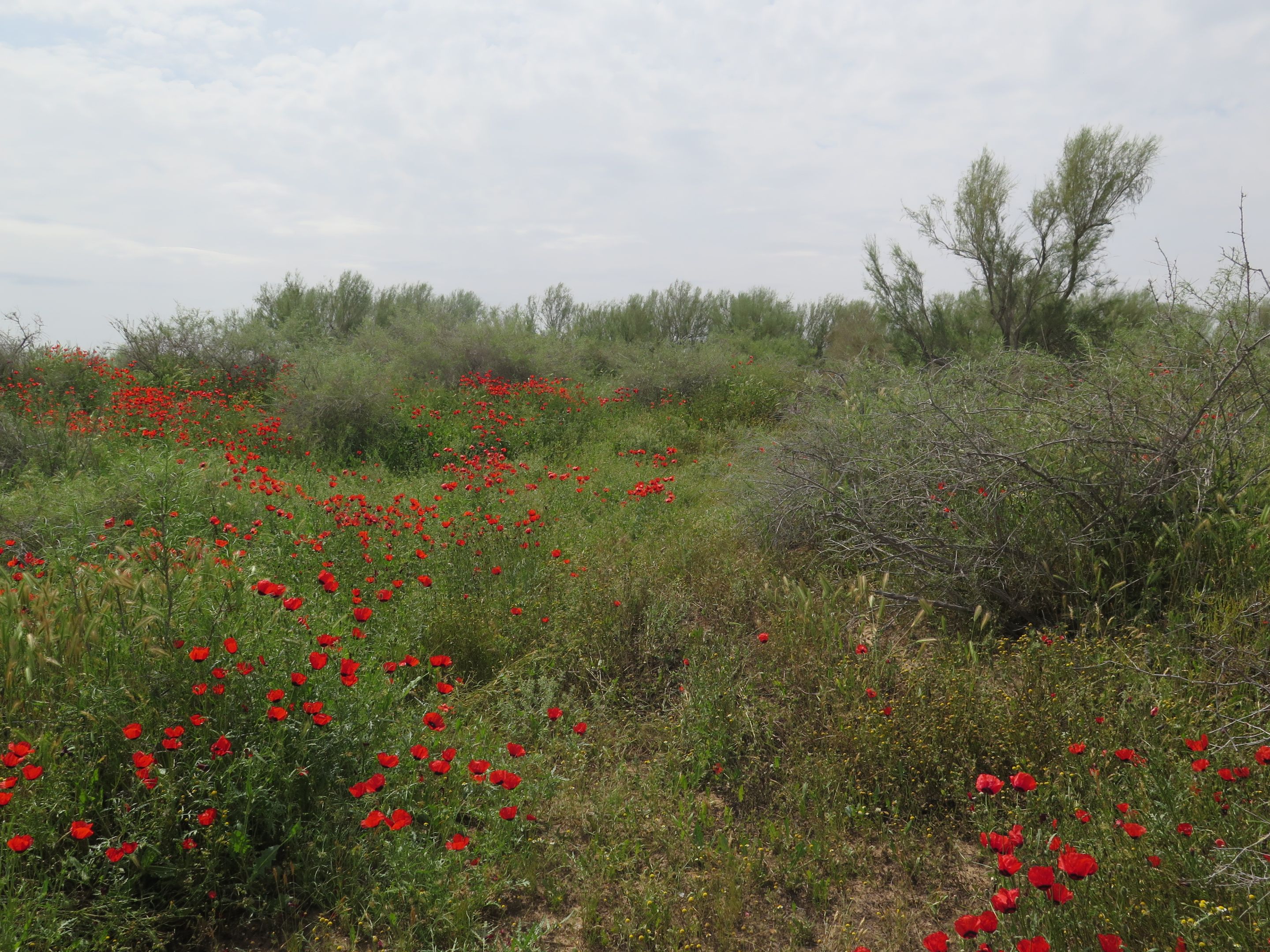 Poppies and other vegetation blooming in the Spring in Khurasan