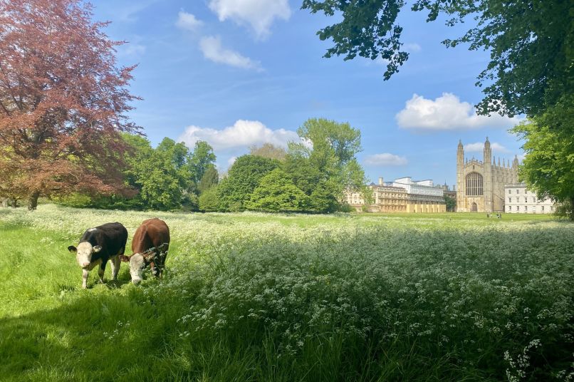 Cows on the back meadow of the College