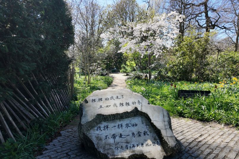 The Xu Zhimo stone with chinese inscription and cherry trees in blossom