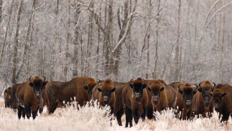 Several brown bison stand in the middle distance with white snow covered grass in the foreground and frosty winter trees in the background.