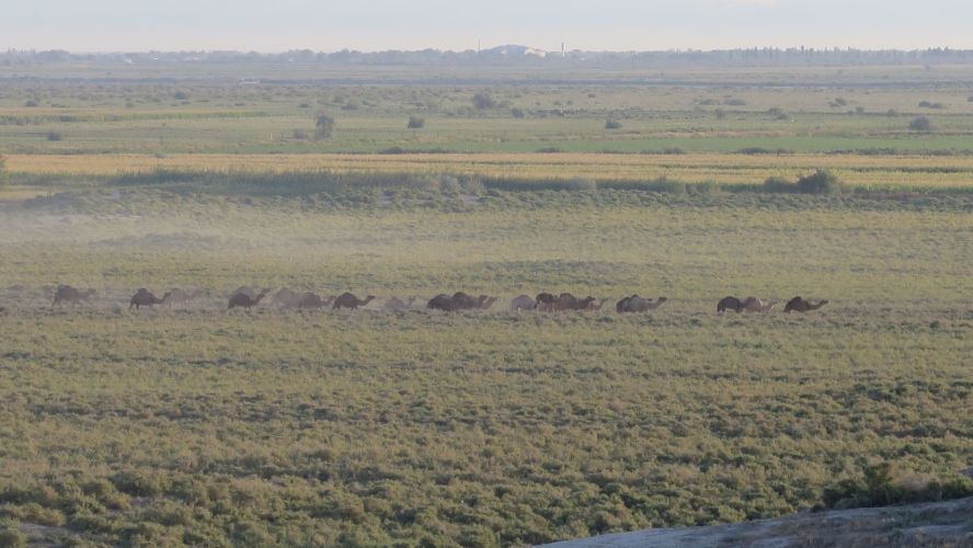 Dusty and grassy landscape with a line of camels crossing in the middle