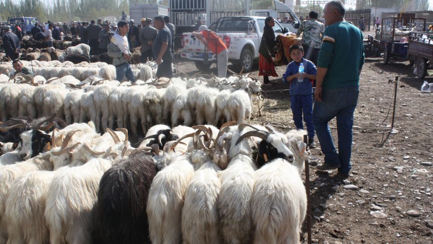 Scene of a livestock market with fluffy white and brown sheep in the forground, people and cars in the background