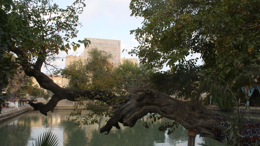 Water pool with tree growing ower and pale brick monumental building behind
