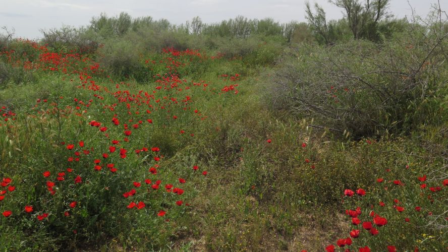 Poppies and other vegetation blooming in the Spring in Khurasan