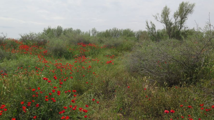 Poppies and other vegetation blooming in the Spring in Khurasan