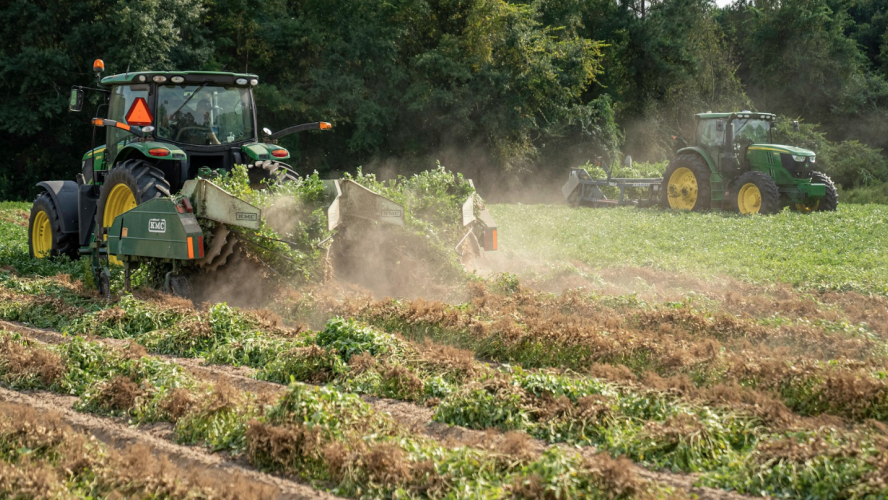 Potato farm