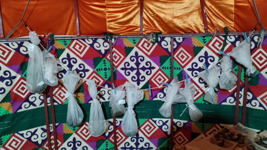 Small mesh bags holding charred plant remains, drying inside a brightly coloured Kazakh tent with and orange roof and geometric designs on the interior walls
