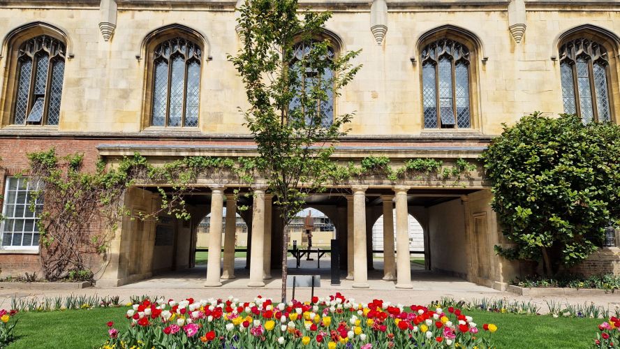tulips in Webbs Court