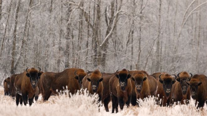Several brown bison stand in the middle distance with white snow covered grass in the foreground and frosty winter trees in the background.