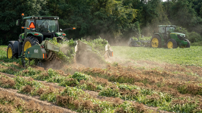 Potato farm