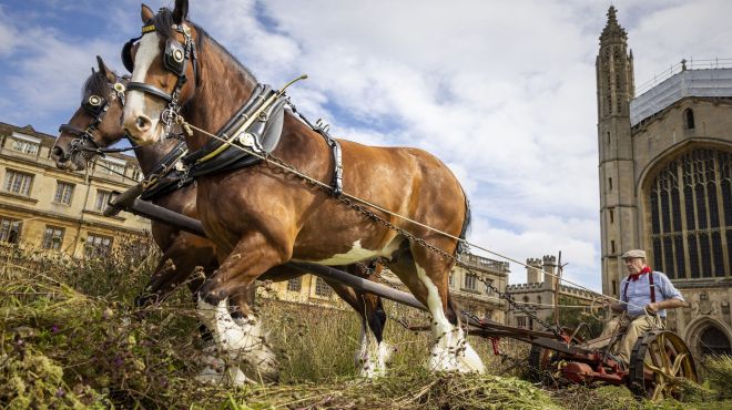two shire horses pull an old fashioned mower