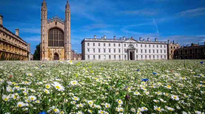 A wildflower meadow with daisies and King's College Chapel in the background