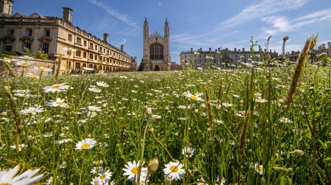 Wildflower meadow with King's College Chapel in the distance