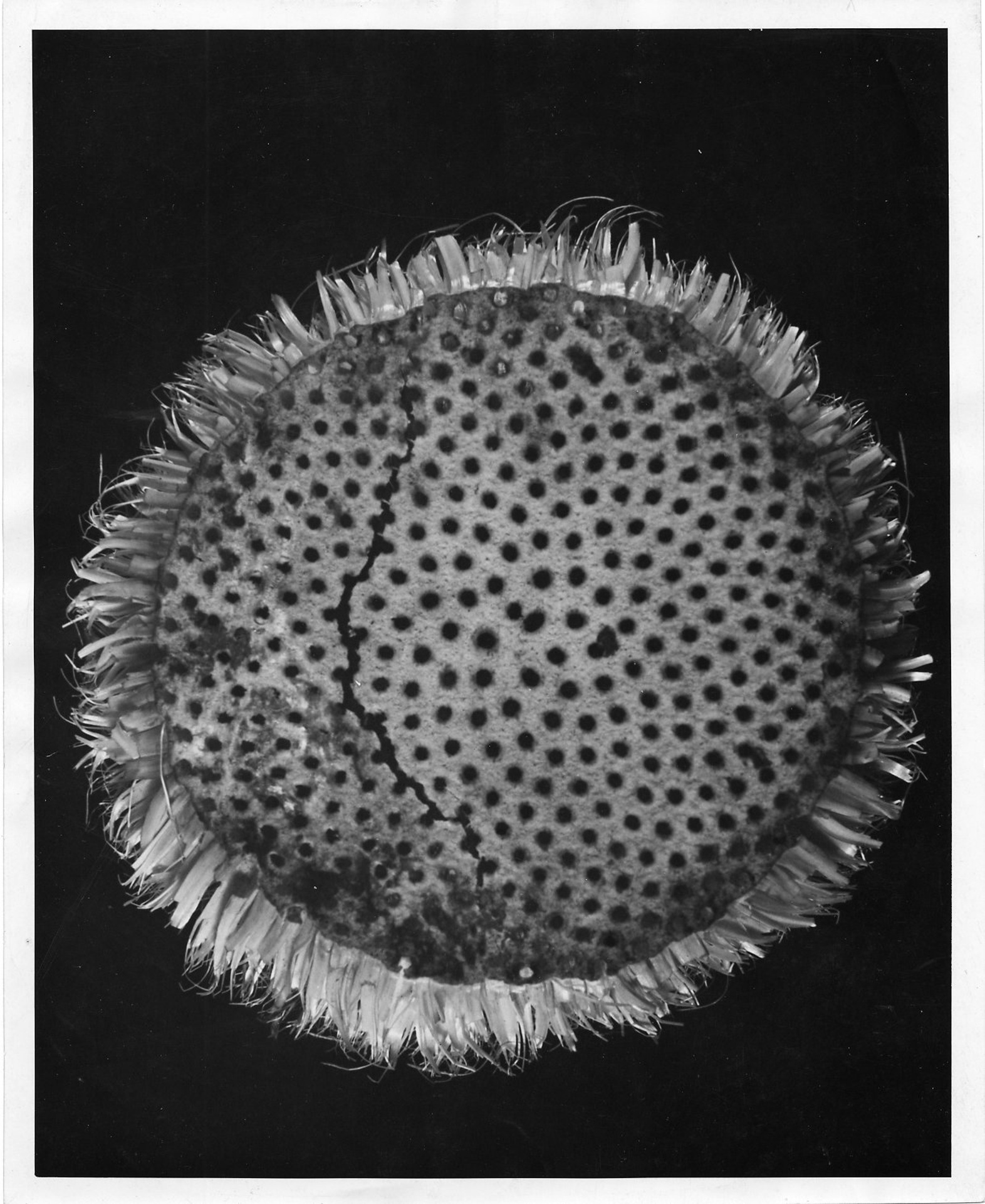 Photograph from Turing’s 1952 paper on morphogenetic theory. [AMT C/25]