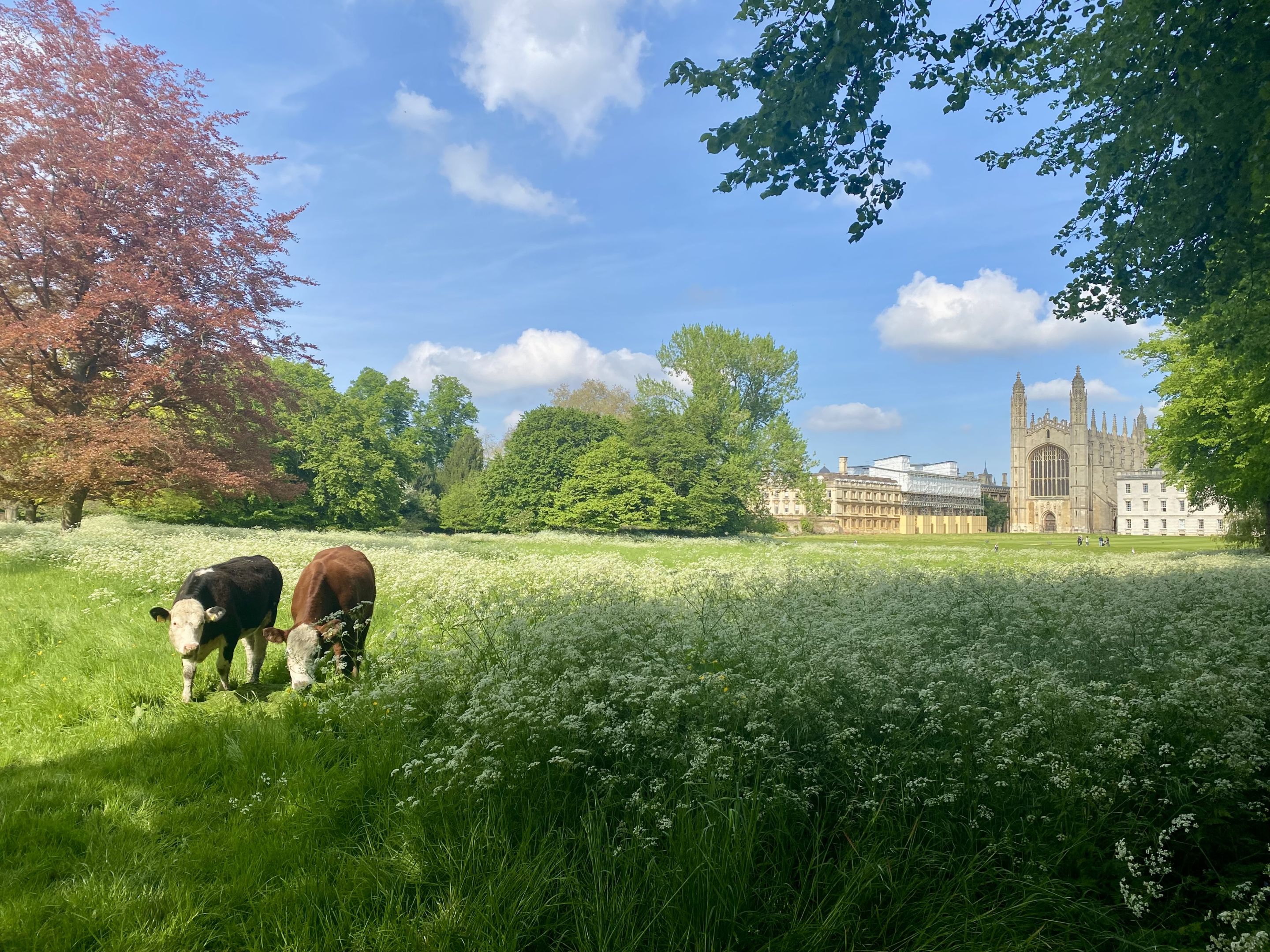 Cows grazing on The Backs