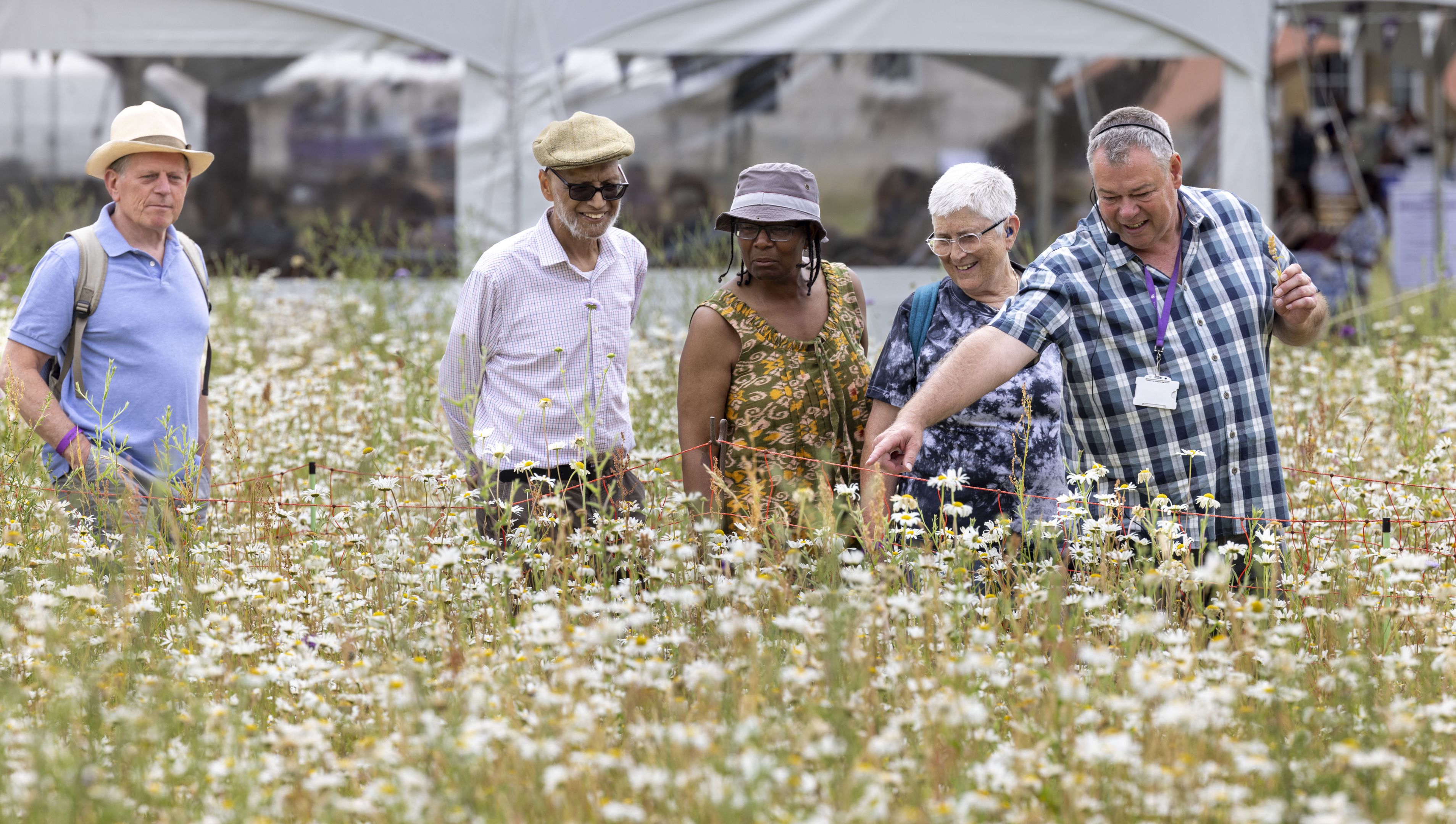 A group of people walking through a wildflower meadow. One member of the group is pointing out certain types of plants and flowers to the rest of the group. It is a sunny day and there is a large marquee in the background.