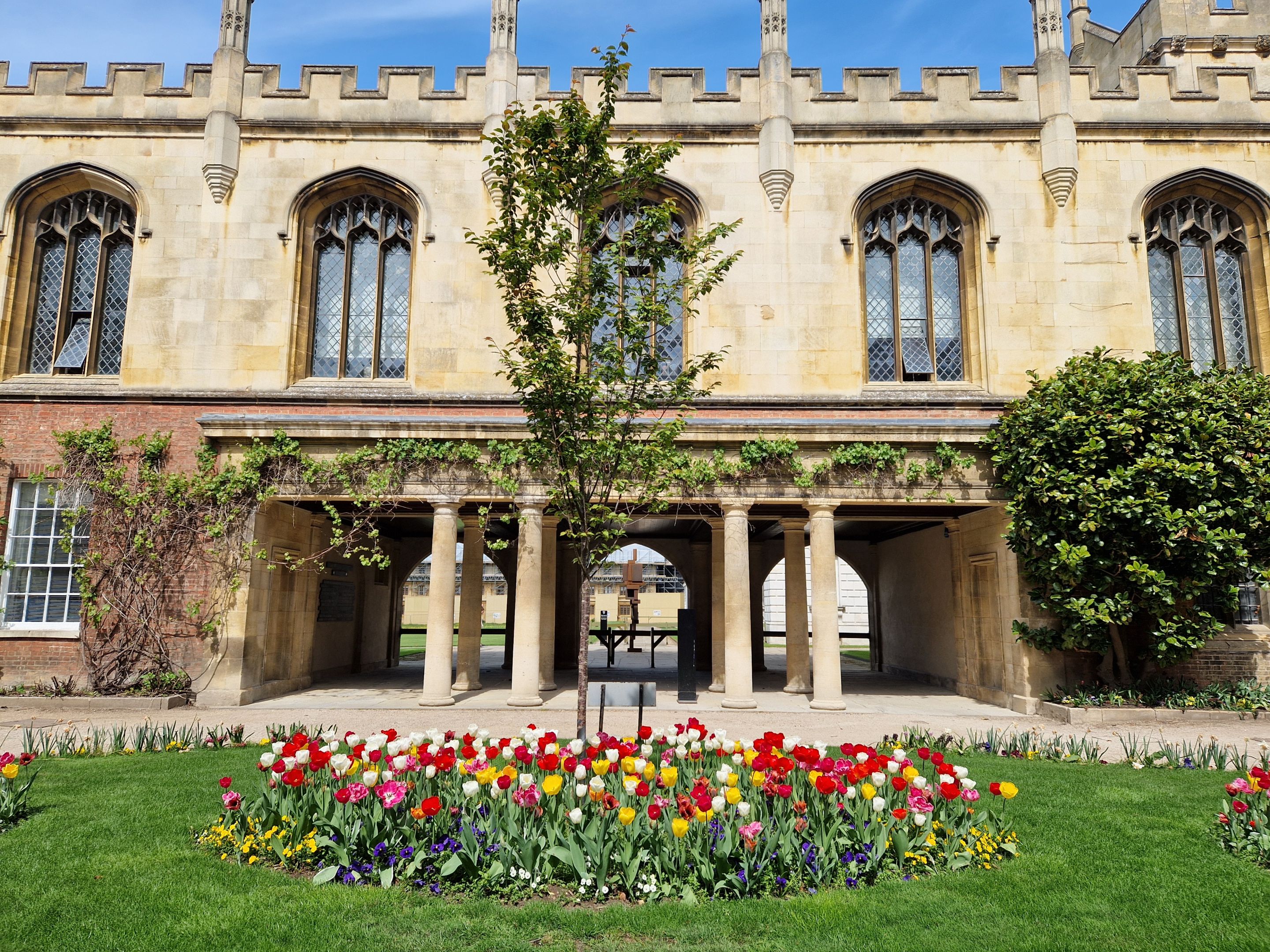 tulips in Webbs Court