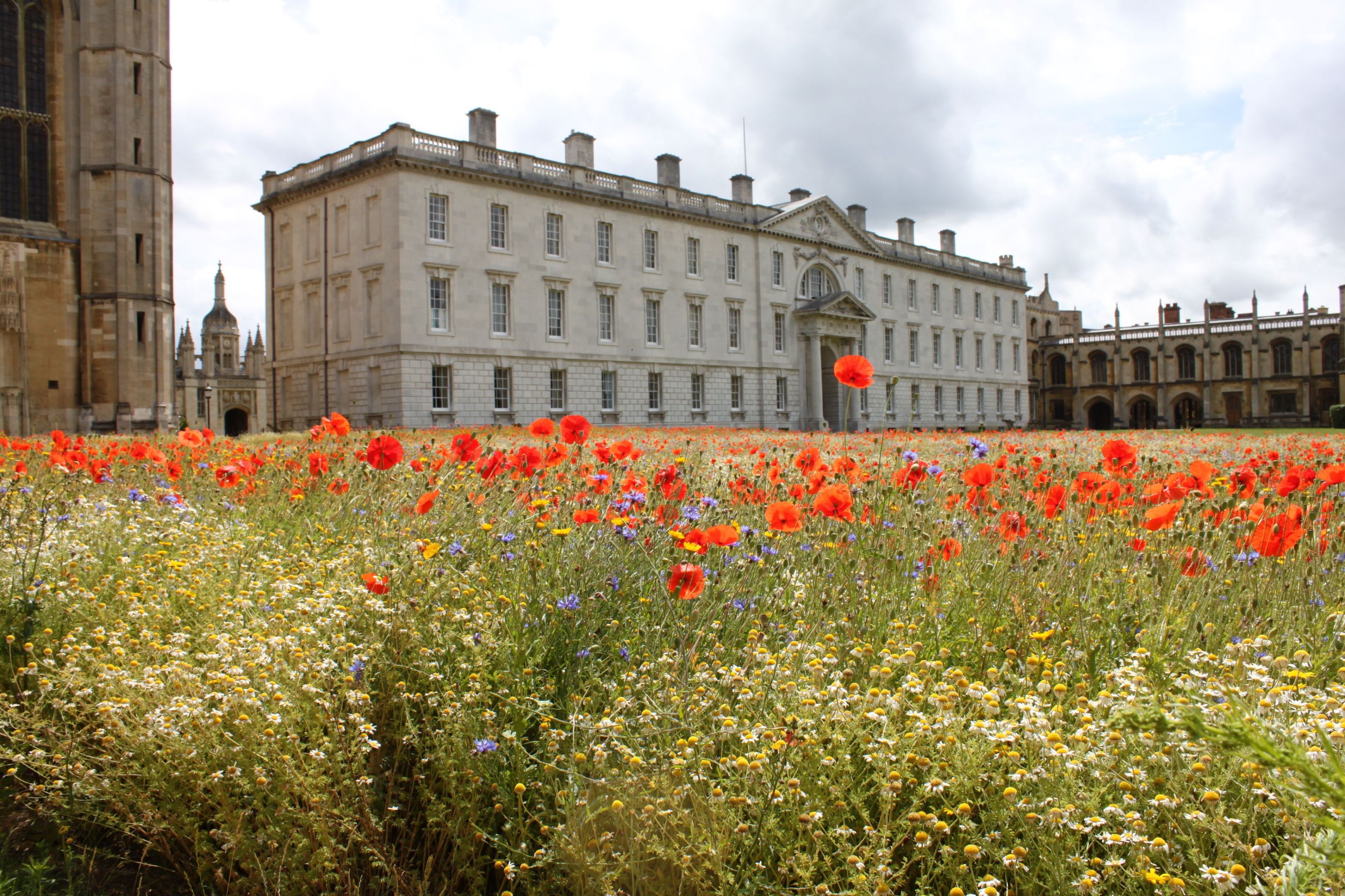 A wildflower meadow in front of Gibbs building