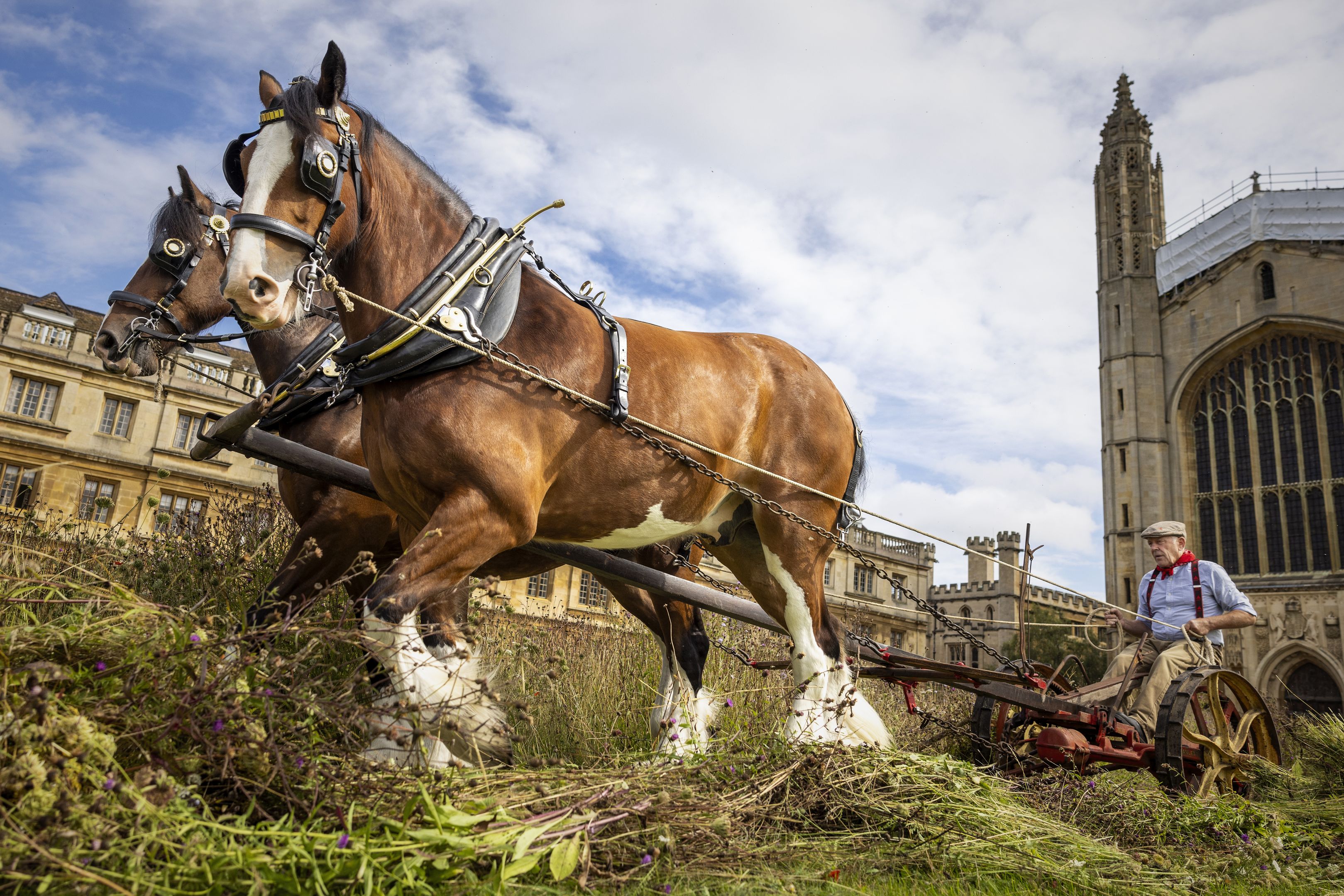 two shire horses pull an old fashioned mower