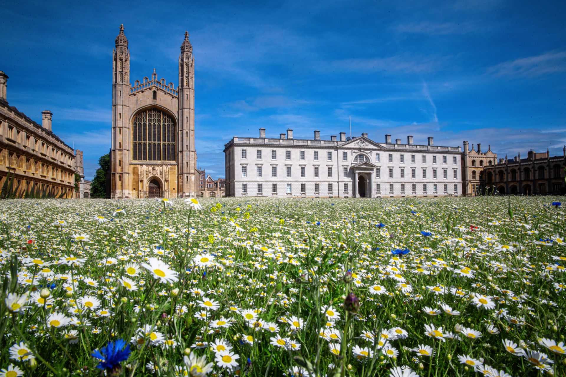 A wildflower meadow with daisies and King's College Chapel in the background