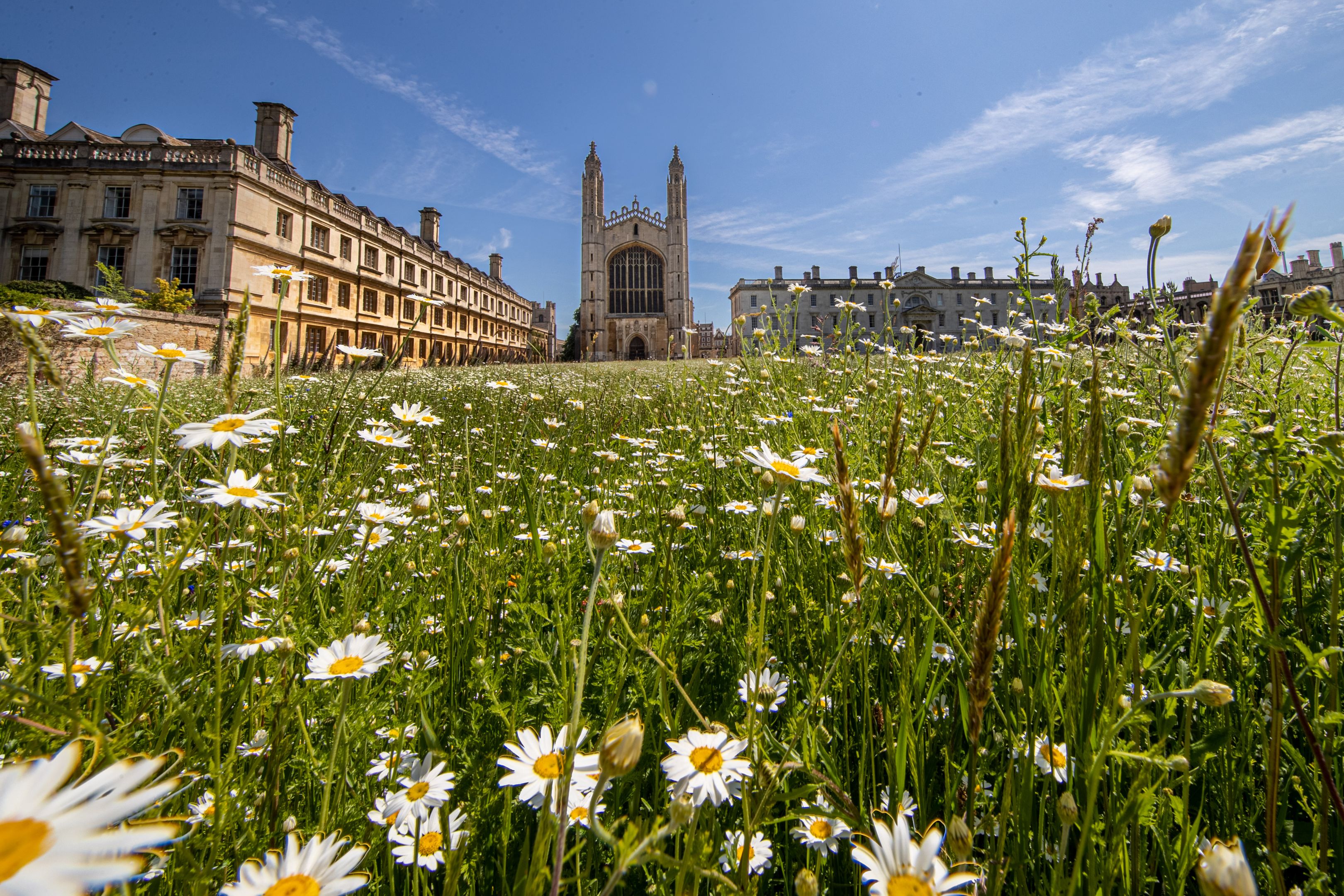 Wildflower meadow with King's College Chapel in the distance